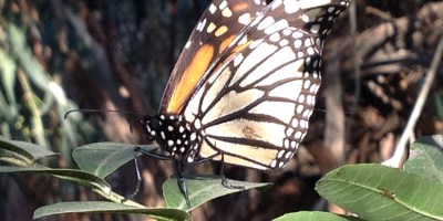 Monarch butterfly migration California