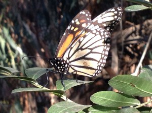 migration of monarch butterflies, decline of monarch population