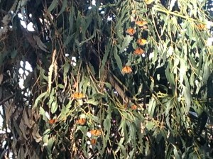 migration of monarch butterflies, decline of monarch population