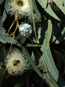 migration of monarch butterflies, decline of monarch population