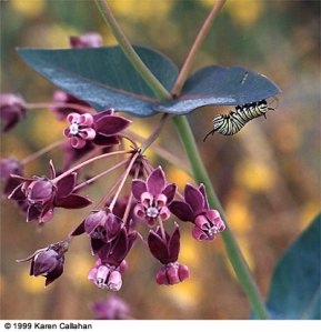 migration of monarch butterflies, decline of monarch population