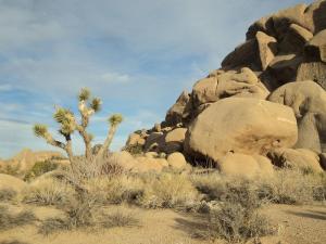 Joshua Tree National Park Split Rock Loop Trail
