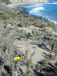Whale watching in LA, Point Dume, Southern California