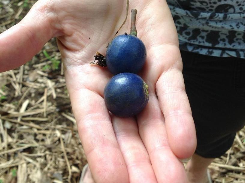 free arboretum, Hana, Hana Highway, unidentified blue pods, nuts