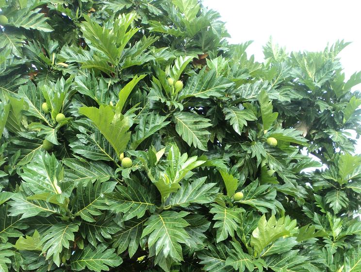 breadfruit tree, maui, hawaii