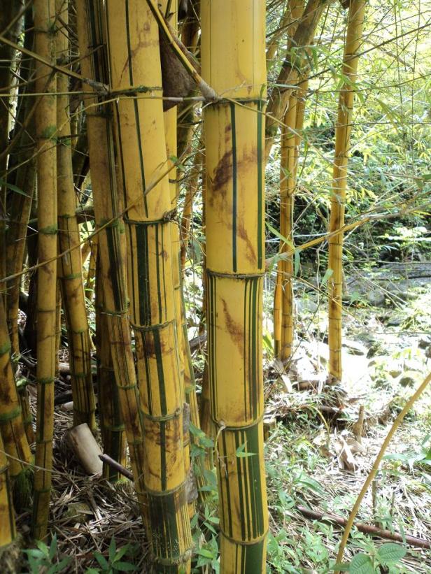 golden bamboo, maui, hawaii