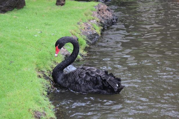black swan, nature, black is beautiful, nature rocks