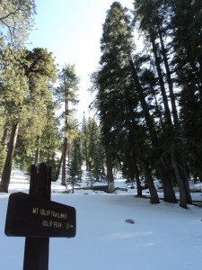 Little Jimmy Trail Camp, camp backpack, jimmy camp, camp ca, tent camp, little jimmy campground, Pacific Crest Trail, PCT, Little Jimmy Springs, snow, March