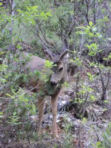 mule deer at zion, antlers