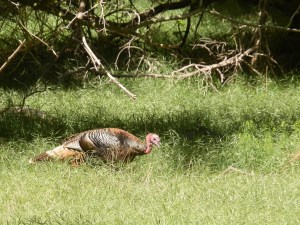 Wild turkey at Zion national park, Utah