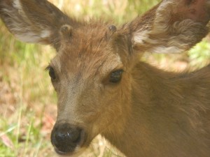 Zion National Park, Utah