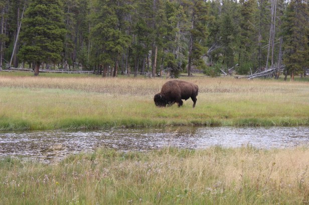 Grand Tetons, Yellowstone National Park, geysers, volcano, hot springs, wildlife, bison, elk, hiking, trails
