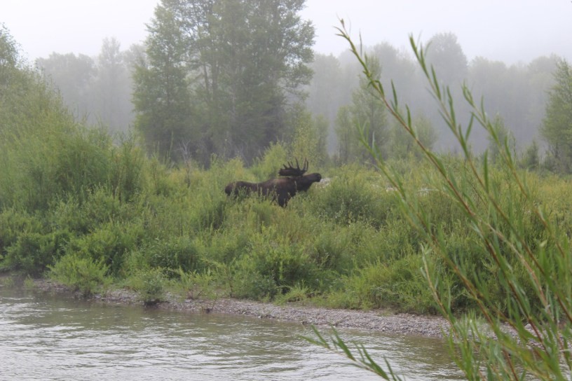 Grand Teton National Park and area, wildlife viewings, Wyoming, Jenny Lake, Colter Bay, Jackson Hole, moose, mule deer, bison
