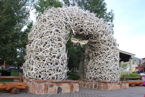 Grand Teton National Park and area, wildlife viewings, Wyoming, Jenny Lake, Colter Bay, Jackson Hole, moose, mule deer, bison