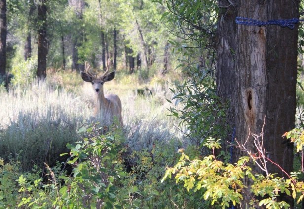 Grand Teton National Park and area, wildlife viewings, Wyoming, Jenny Lake, Colter Bay, Jackson Hole, moose, mule deer, bison
