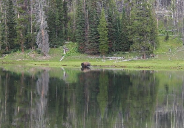 bison attacks humans, stupidity, respect for nature, Yellowstone National Park, Wyoming, wildlife attacks