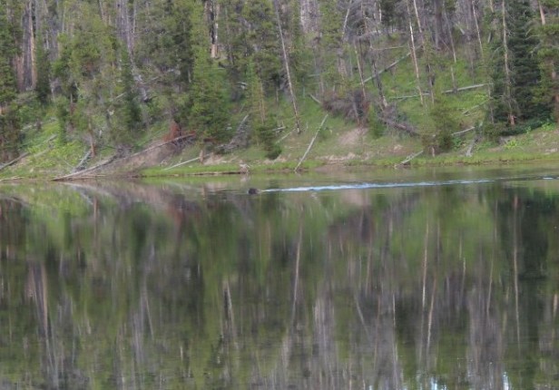 bison attacks humans, stupidity, respect for nature, Yellowstone National Park, Wyoming, wildlife attacks
