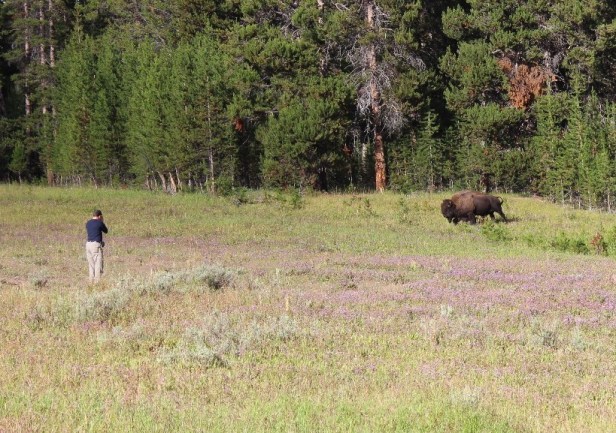 bison attacks humans, stupidity, respect for nature, Yellowstone National Park, Wyoming, wildlife attacks