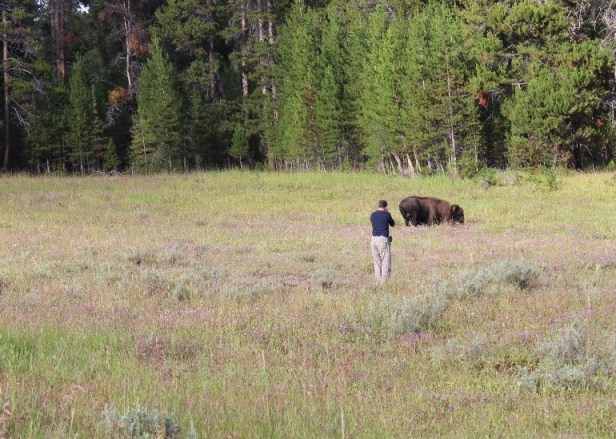 bison attacks humans, stupidity, respect for nature, Yellowstone National Park, Wyoming, wildlife attacks