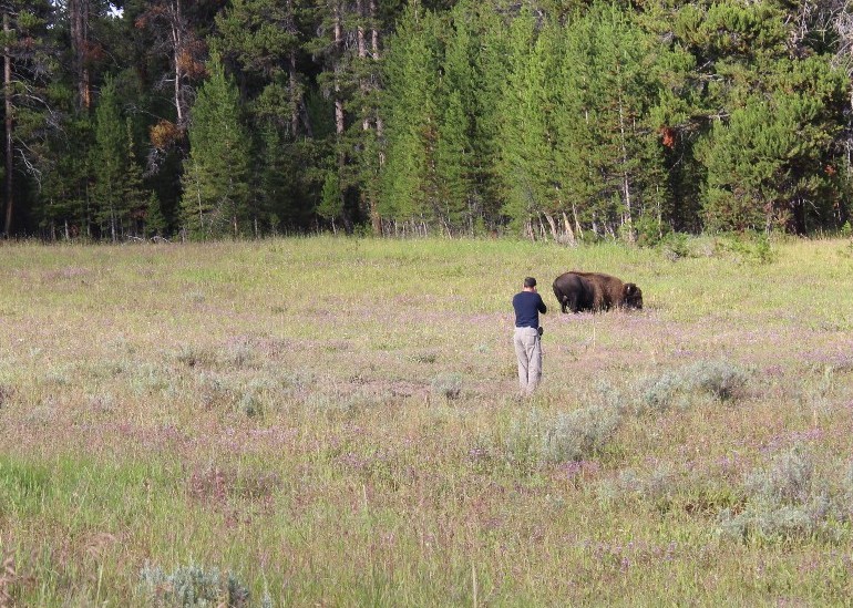 bison attacks humans, stupidity, respect for nature, Yellowstone National Park, Wyoming, wildlife attacks