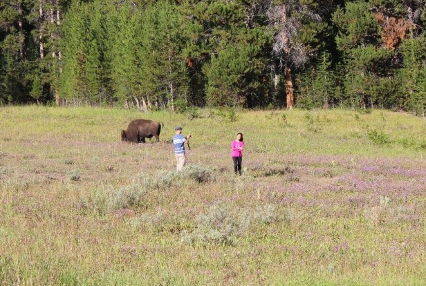 bison attacks humans, stupidity, respect for nature, Yellowstone National Park, Wyoming, wildlife attacks