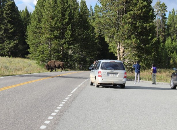 bison attacks humans, stupidity, respect for nature, Yellowstone National Park, Wyoming, wildlife attacks