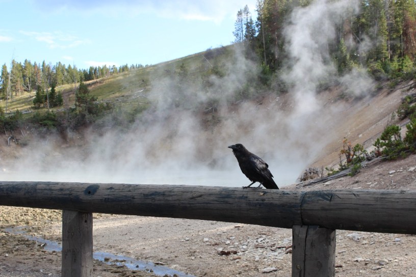 Yellowstone National Park, geysers, volcano, hot springs, wildlife, bison, elk, hiking, trails