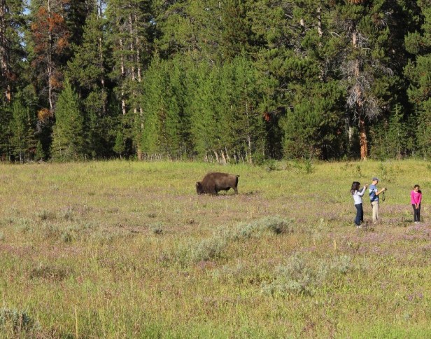 bison attacks humans, stupidity, respect for nature, Yellowstone National Park, Wyoming, wildlife attacks