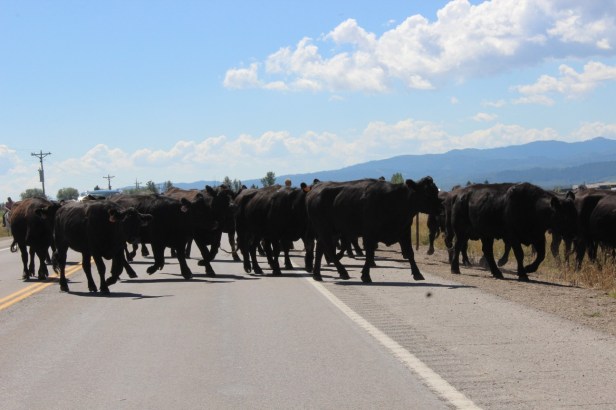 teardrop trailer, vintage trailer, tiny trailer, national park road trip, Yellowstone, Grand Teton, Utah, Wyoming, wildlife