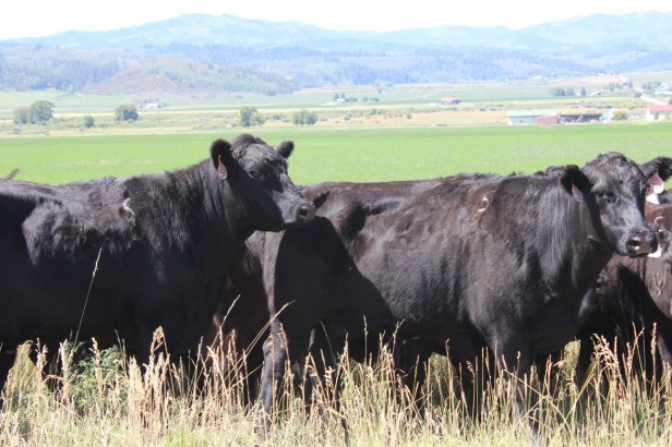 teardrop trailer, vintage trailer, tiny trailer, national park road trip, Yellowstone, Grand Teton, Utah, Wyoming, wildlife