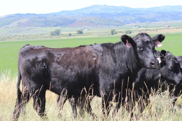 teardrop trailer, vintage trailer, tiny trailer, national park road trip, Yellowstone, Grand Teton, Utah, Wyoming, wildlife