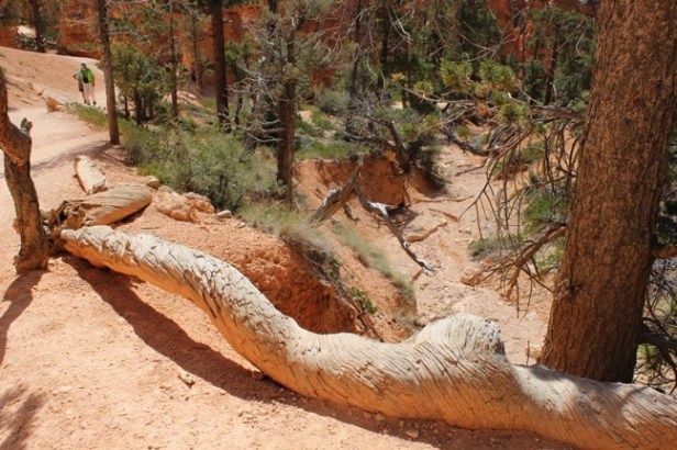 Bryce Canyon National Park, Utah's Mighty Five, HooDoos, best hiking, best hikes, bucket list items, Teardrop Adventures, teardrop trailer travel trips and tips