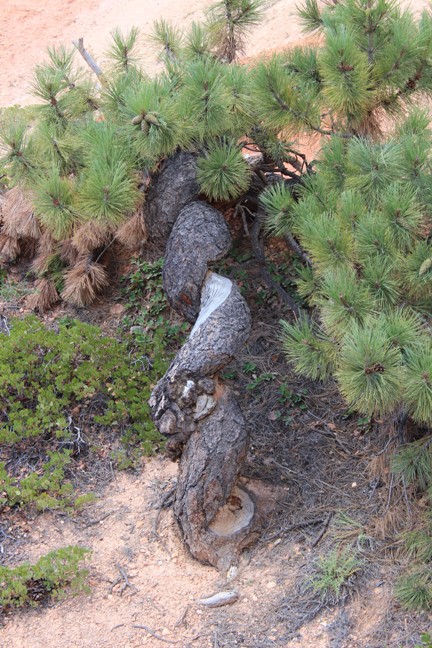 Bryce Canyon National Park, Utah's Mighty Five, HooDoos, best hiking, best hikes, bucket list items, Teardrop Adventures, teardrop trailer travel trips and tips