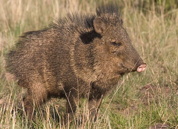 javelina