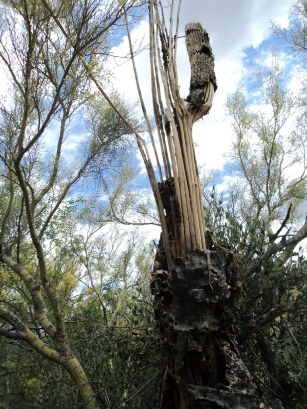 Lost Dutchman State Park Campground, AZ, Arizona, hiking, teardrop trailers, tiny campers, nature, camping, photography