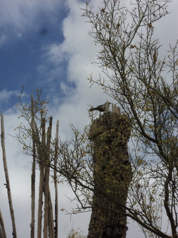 Lost Dutchman State Park Campground, AZ, Arizona, hiking, teardrop trailers, tiny campers, nature, camping, photography