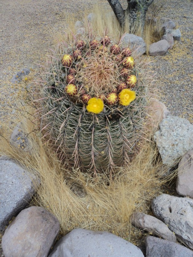 Lost Dutchman State Park Campground, AZ, Arizona, hiking, teardrop trailers, tiny campers, nature, camping, photography