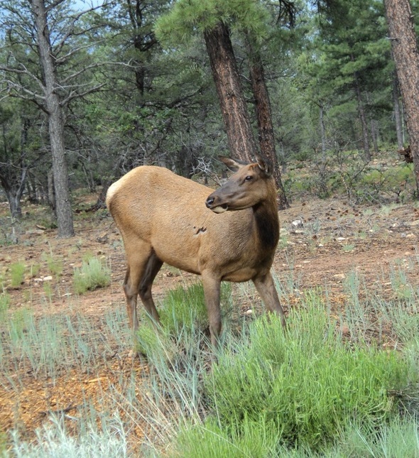 WILLIAMS_07042015_151