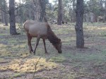 Grand Canyon Nationa Park, South Rim, Mather Campground